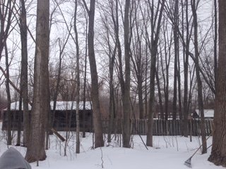 Empty space where tree house will be built