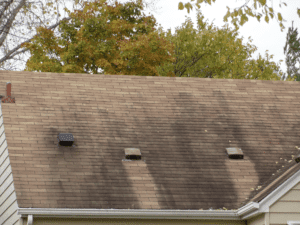 Roof Algae