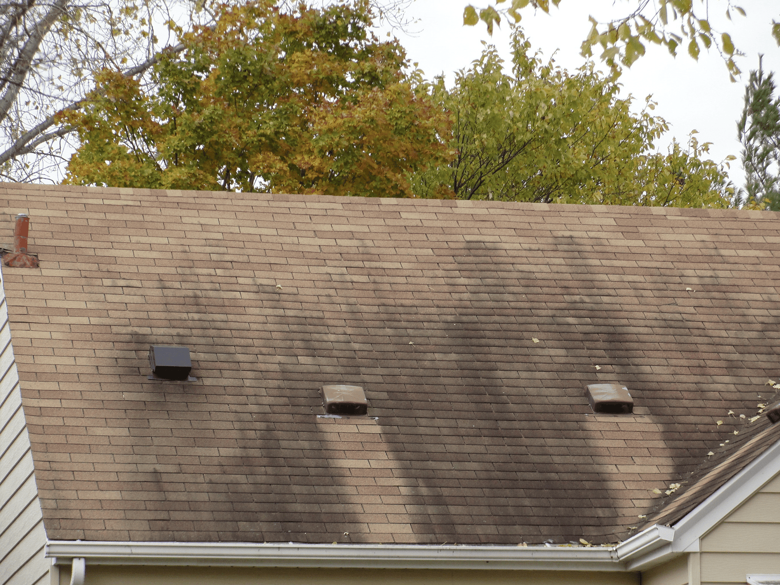 Roof Algae